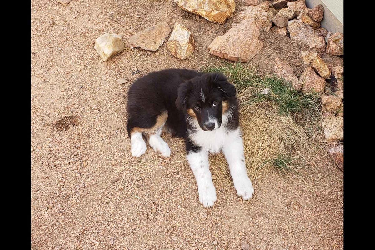 Australian Shepherd Puppies breeder image 9