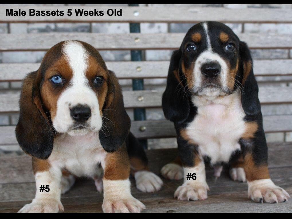 Basset Hound Puppies breeder image 1