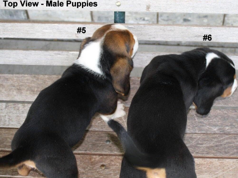 Basset Hound Puppies breeder image 3