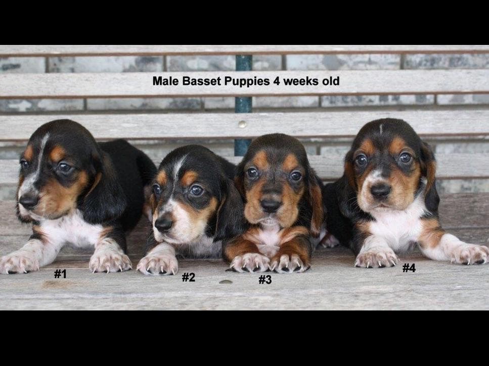 Basset Hound Puppies breeder image 4