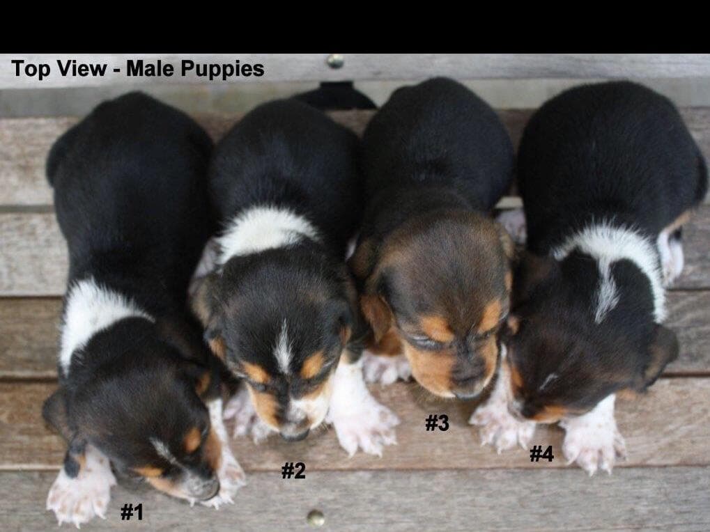 Basset Hound Puppies breeder image 5