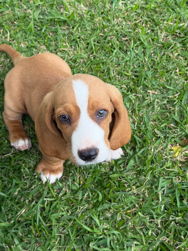 Basset Hound Puppies media 2