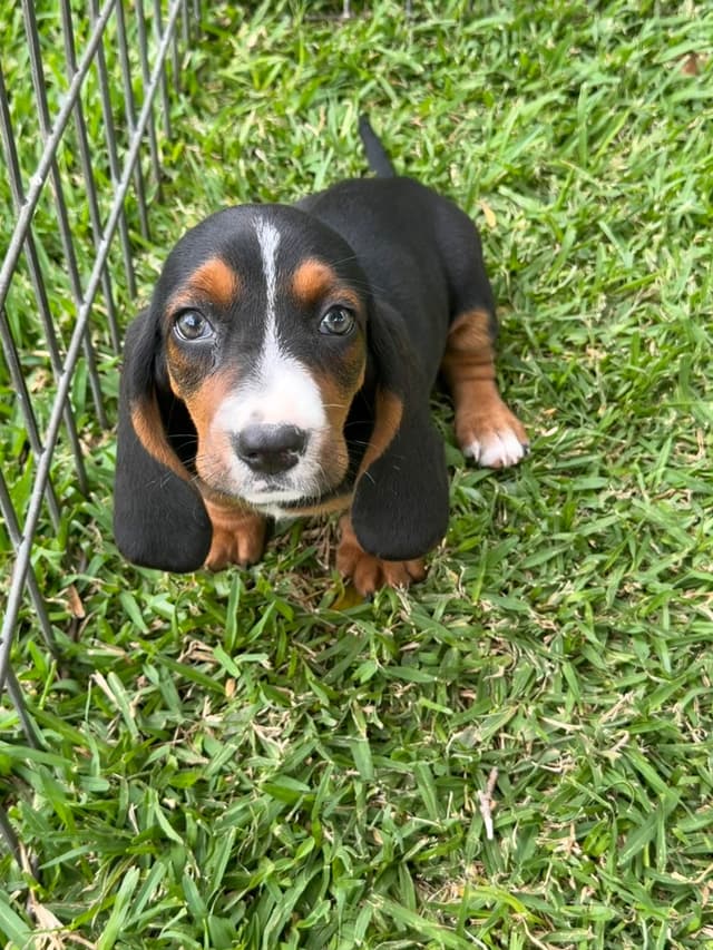 Basset Hound Puppies media 3