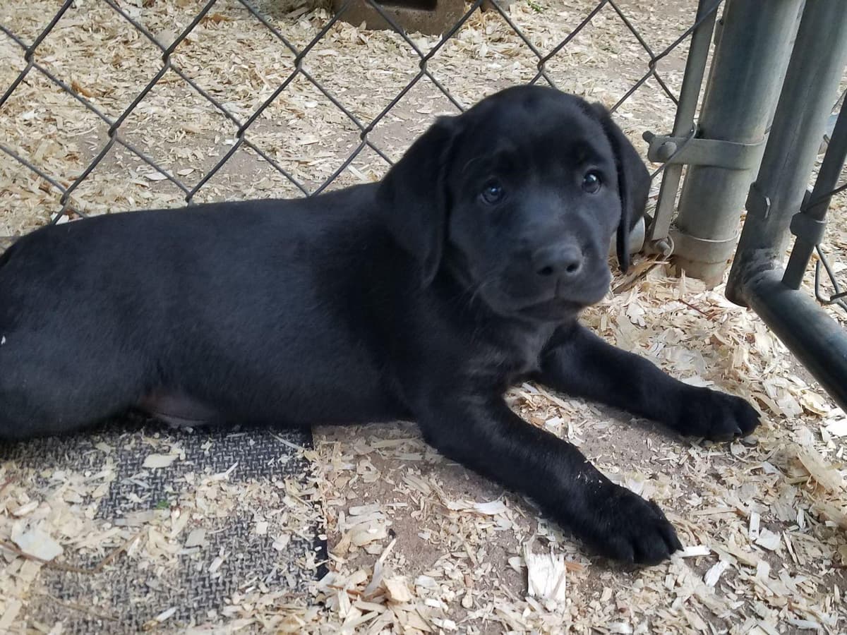 Labrador Retriever Puppies breeder image 1