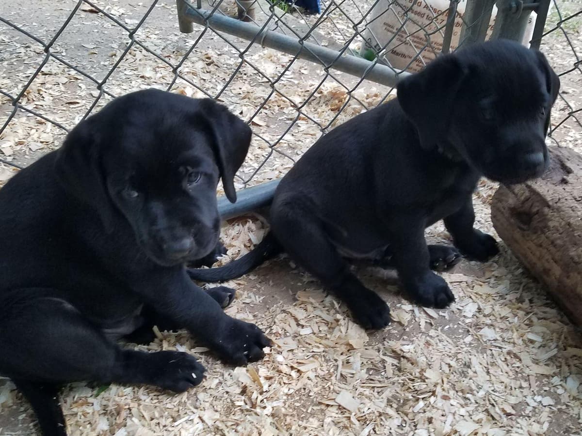 Labrador Retriever Puppies breeder image 3