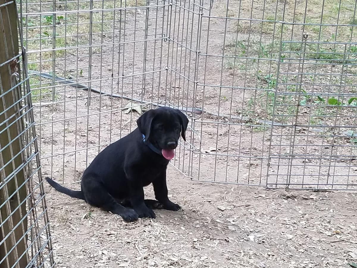 Labrador Retriever Puppies breeder image 4