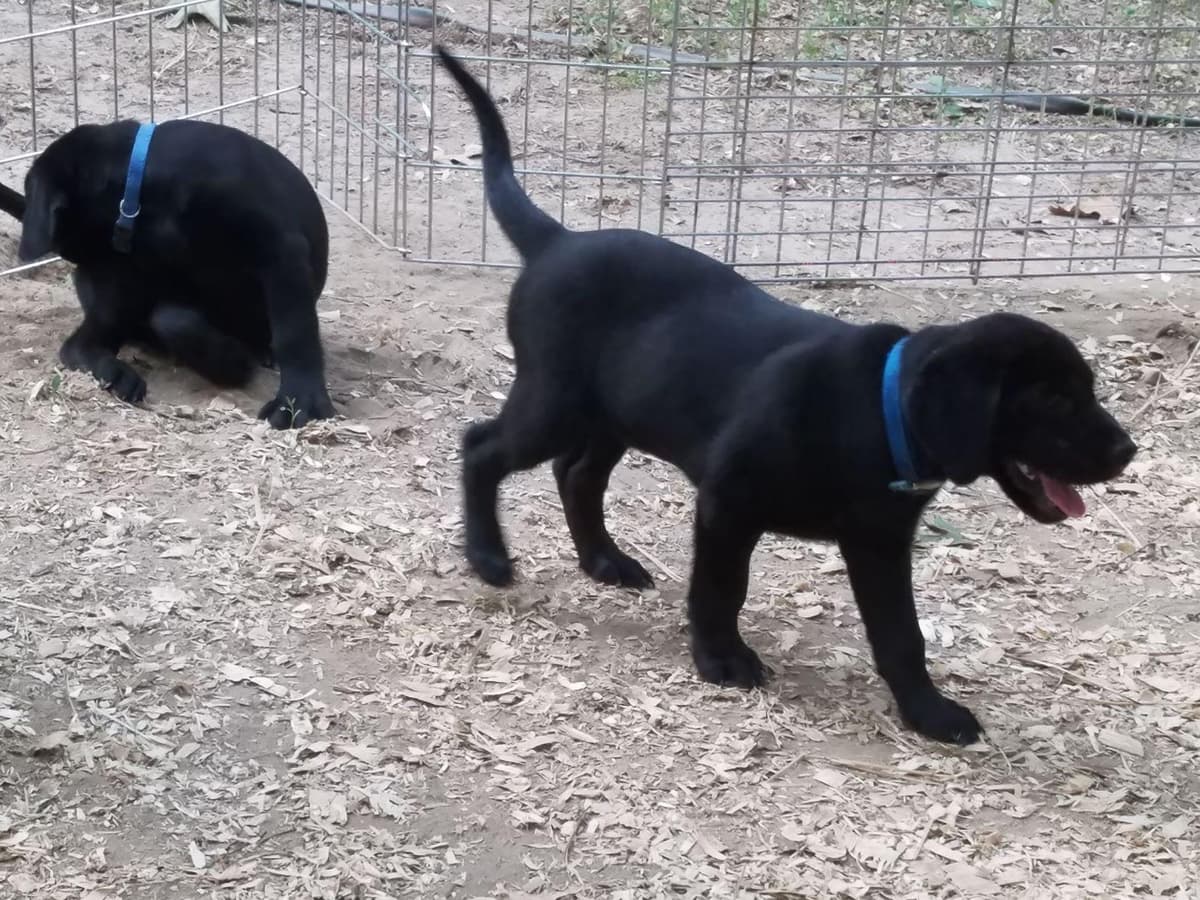 Labrador Retriever Puppies breeder image 5