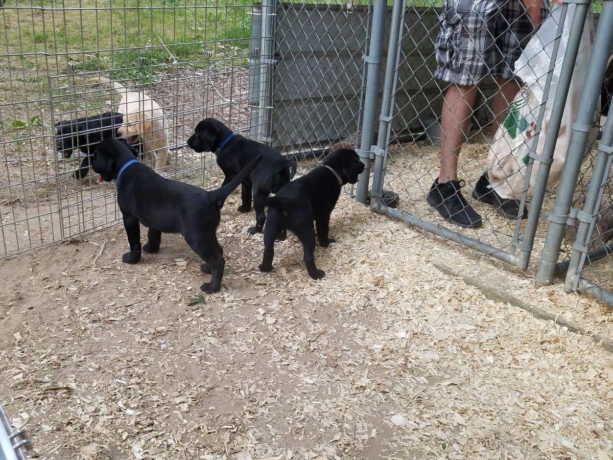 Labrador Retriever Puppies breeder image 6