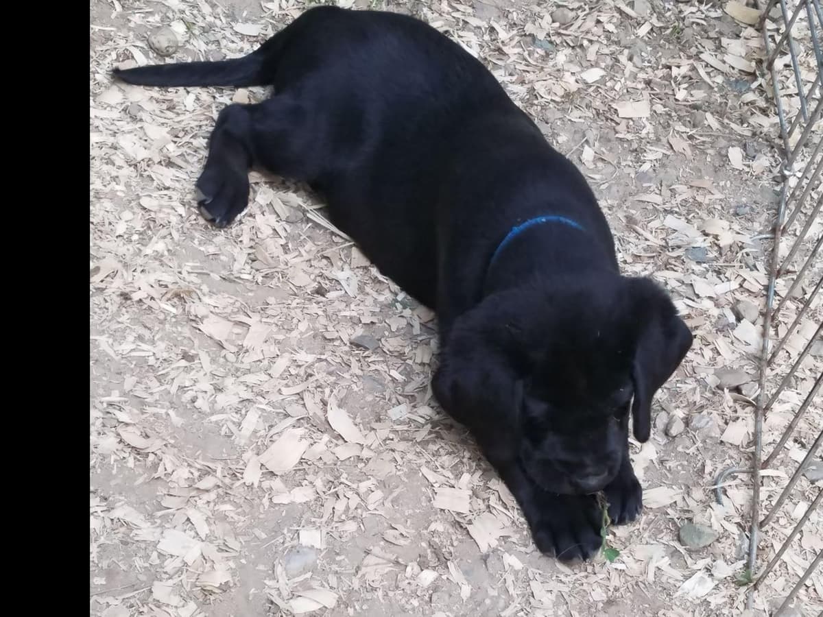 Labrador Retriever Puppies breeder image 7