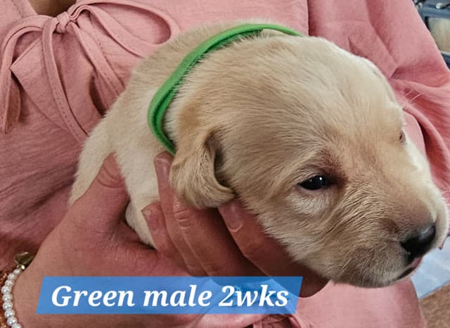 Labrador Retriever Puppies media 3