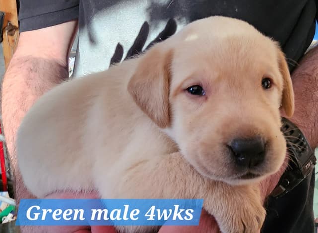 Labrador Retriever Puppies media 4