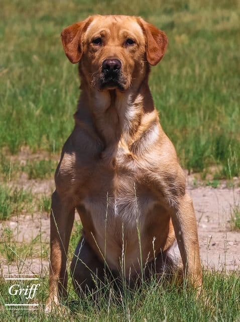 American Labrador Retriever Puppies media 7