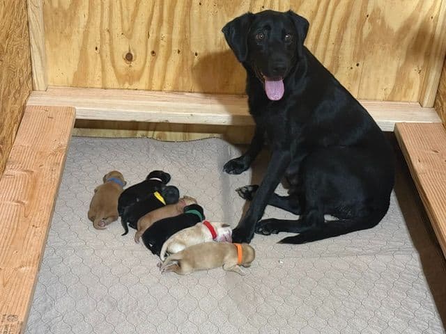 American Labrador Retriever Puppies media 10