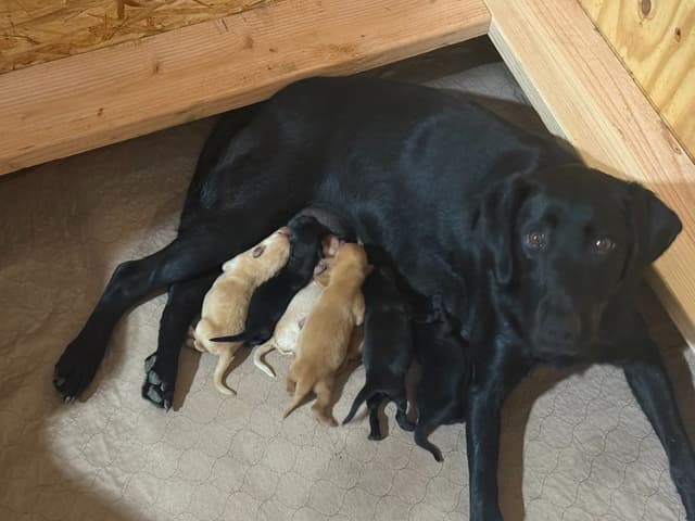 American Labrador Retriever Puppies media 11