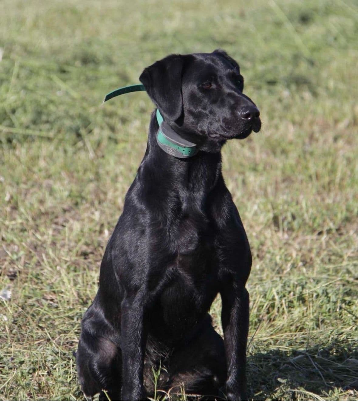 American Labrador Retriever Puppies breeder image 1