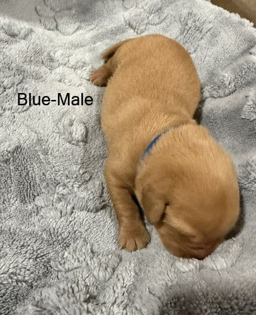 American Labrador Retriever Puppies media 12