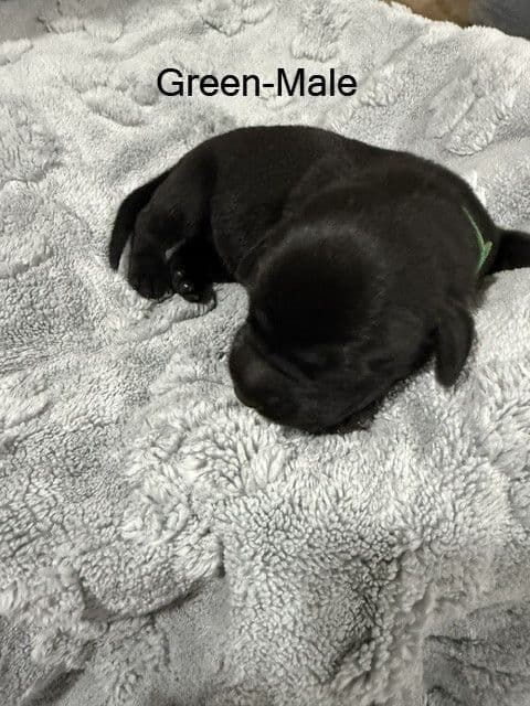 American Labrador Retriever Puppies media 13