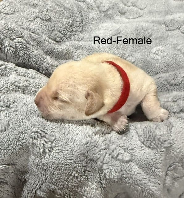 American Labrador Retriever Puppies media 14