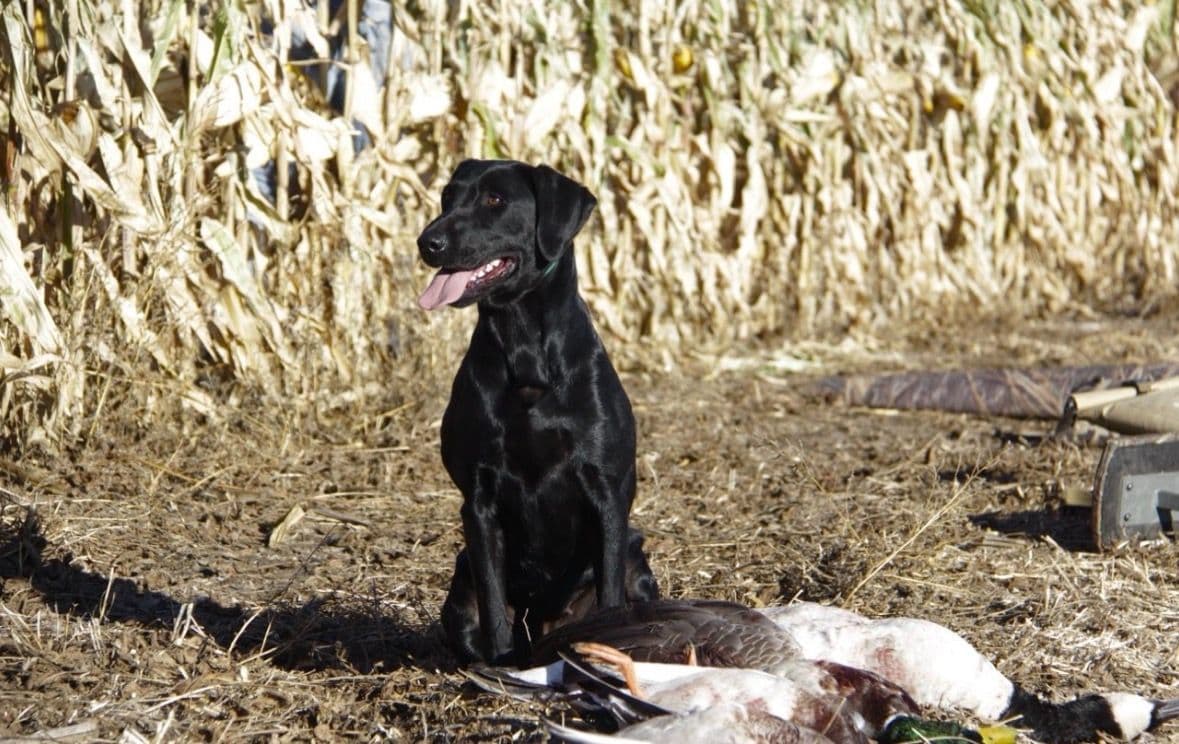 American Labrador Retriever Puppies breeder image 3