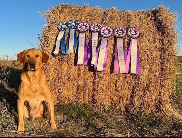 American Labrador Retriever Puppies breeder image 4
