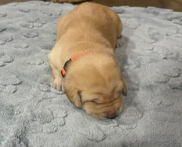 American Labrador Retriever Puppies media 2