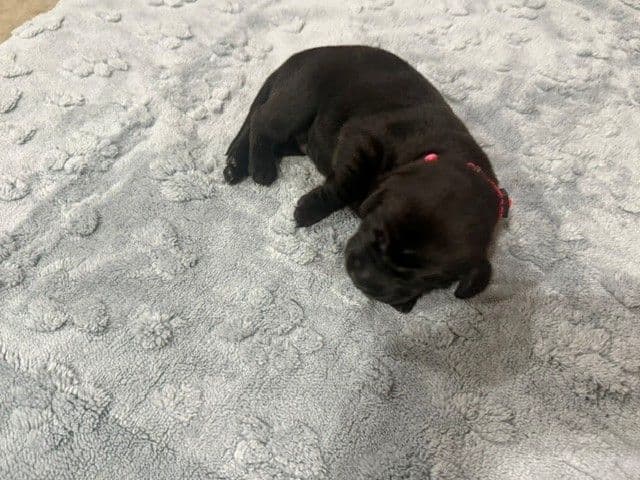 American Labrador Retriever Puppies media 3