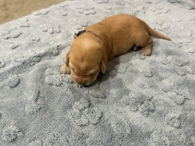 American Labrador Retriever Puppies media 4