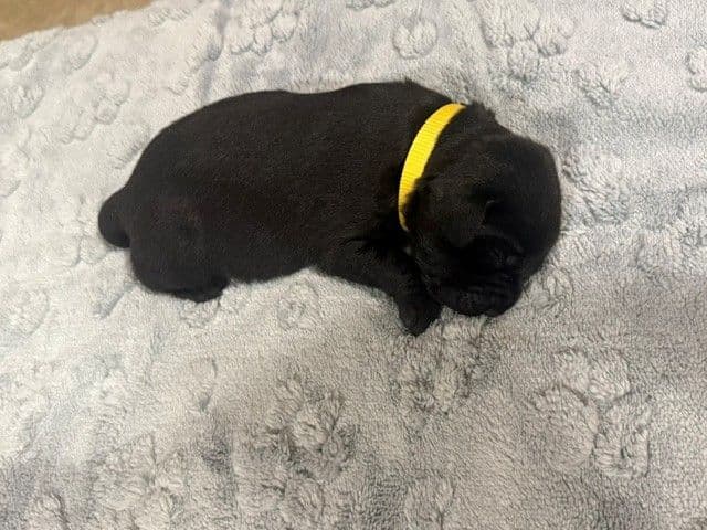 American Labrador Retriever Puppies media 5