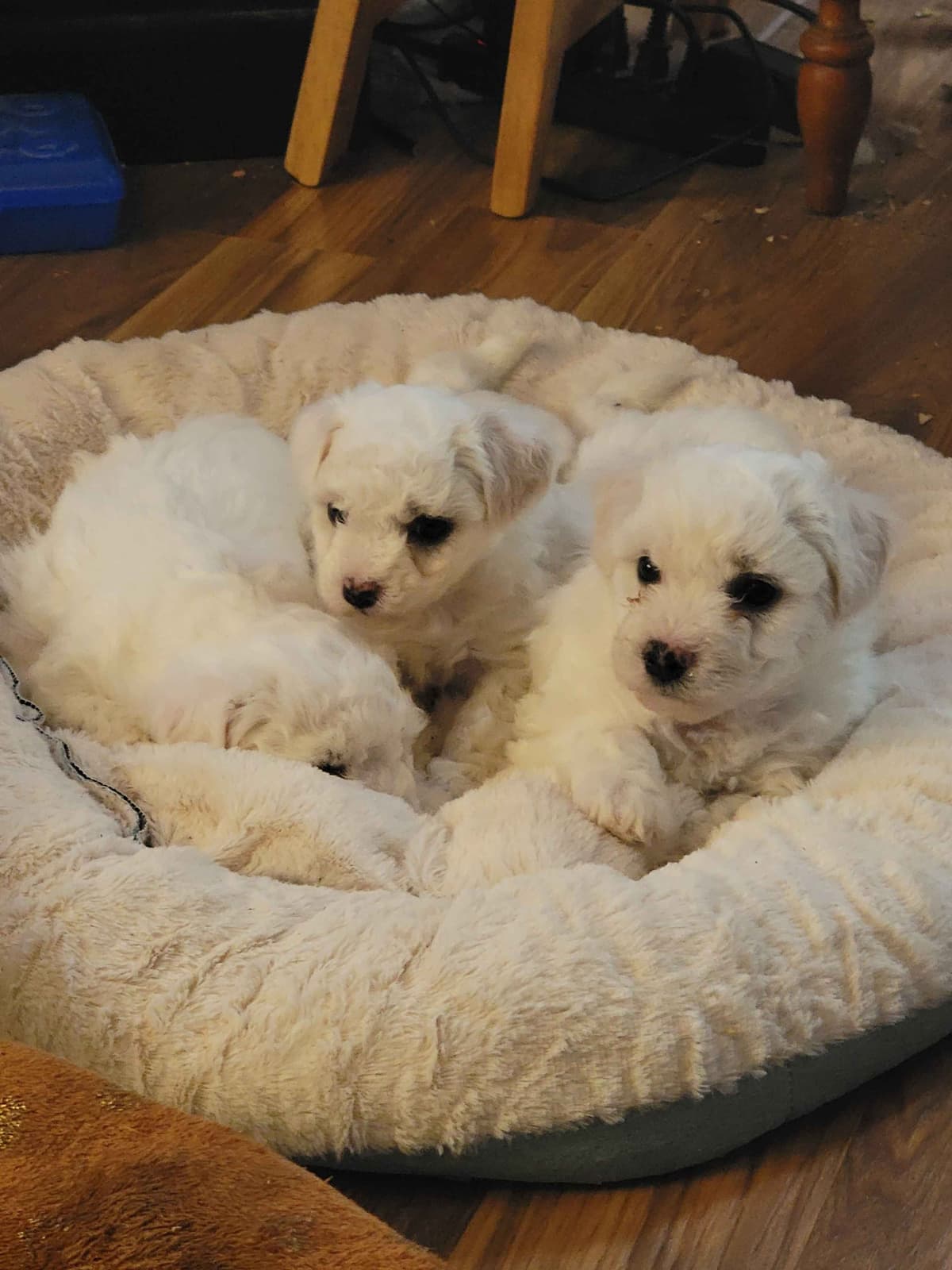 Bichon Frise Puppies breeder image 1