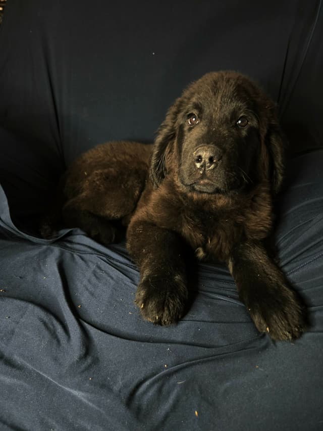 Newfoundland Puppies media 2