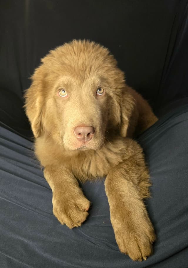Newfoundland Puppies media 4