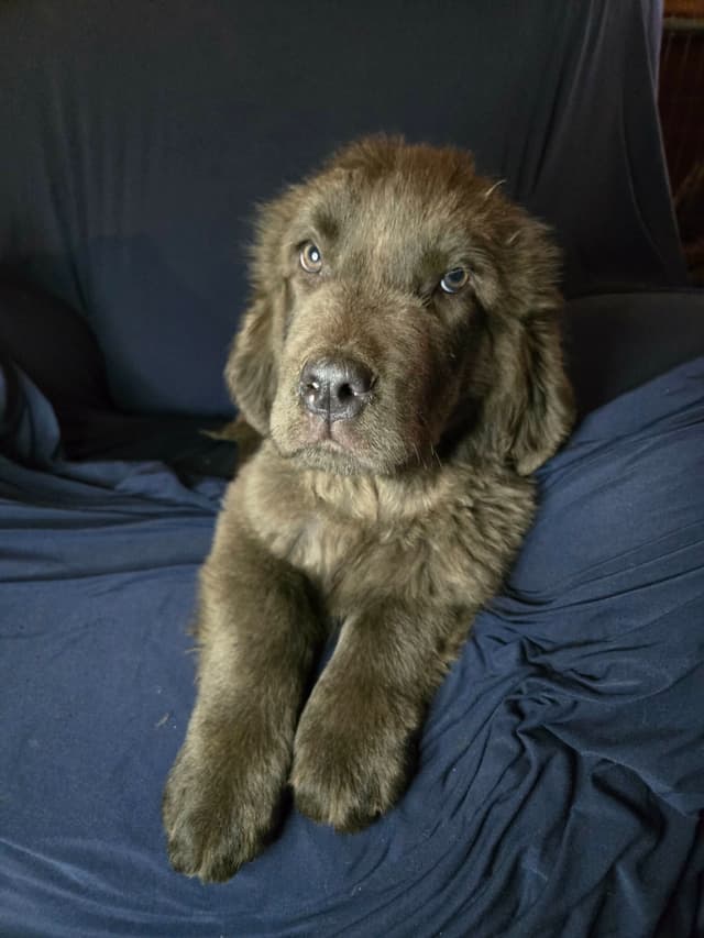 Newfoundland Puppies media 3