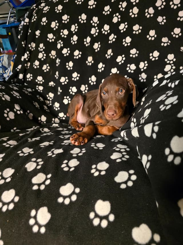 Doberman Pinscher Puppies media 2