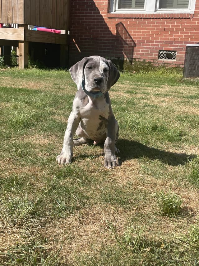 Great Dane Puppies media 2