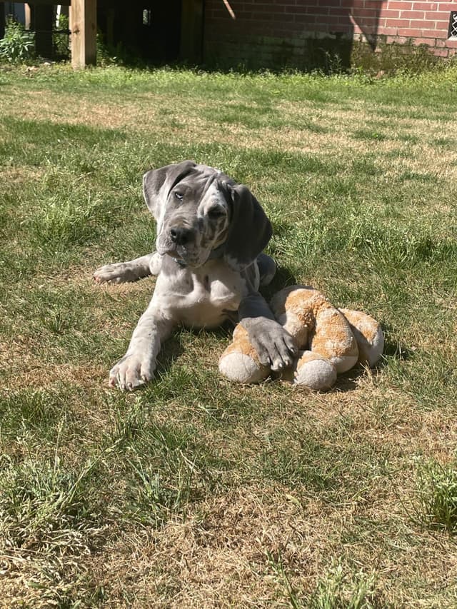 Great Dane Puppies media 3