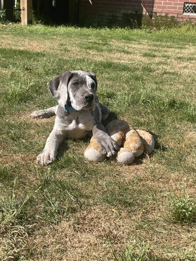 Great Dane Puppies media 4