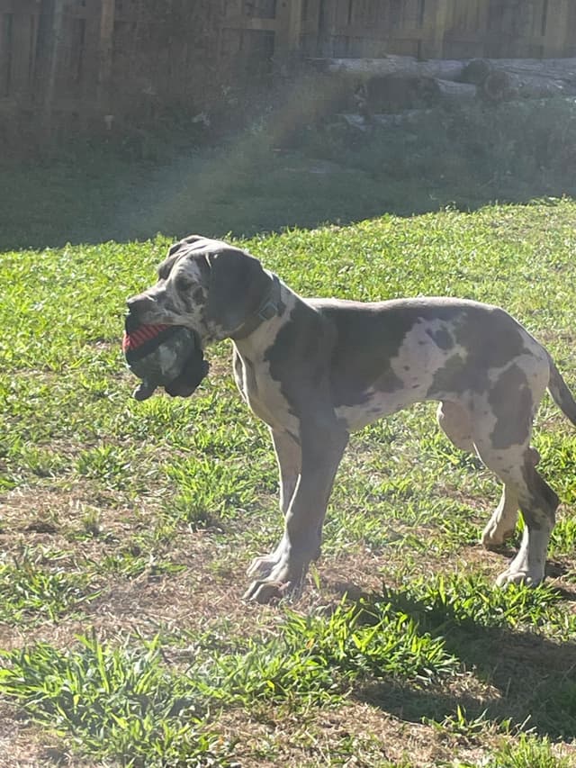 Great Dane Puppies media 6