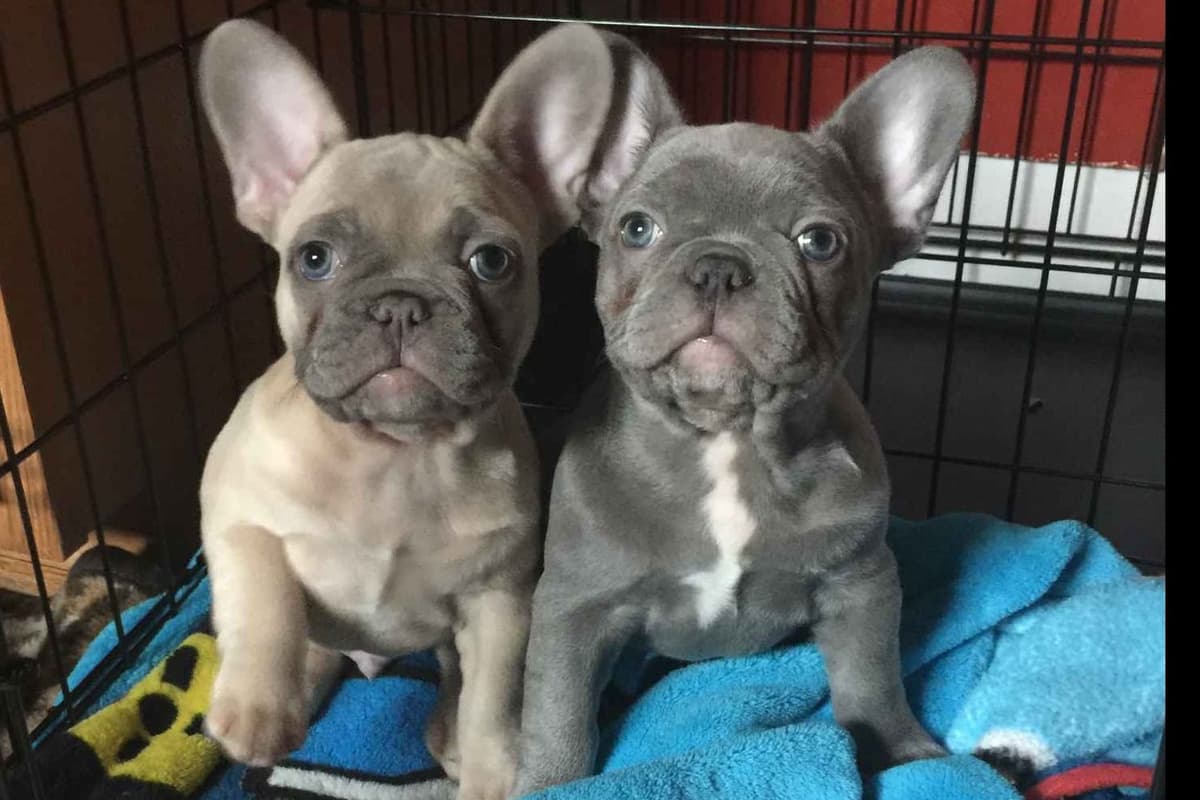 French Bulldog Puppies breeder image 1