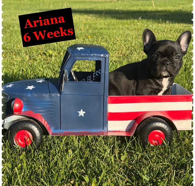French Bulldog Puppies media 2