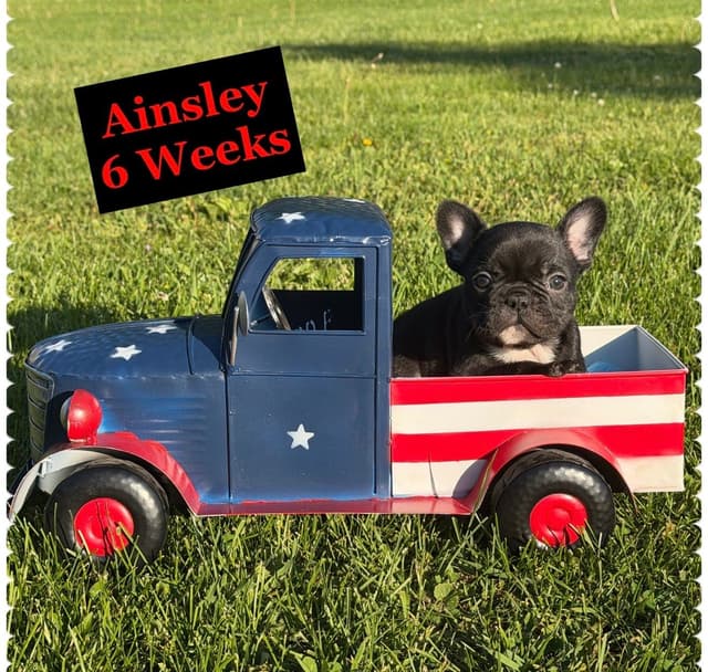 French Bulldog Puppies media 3