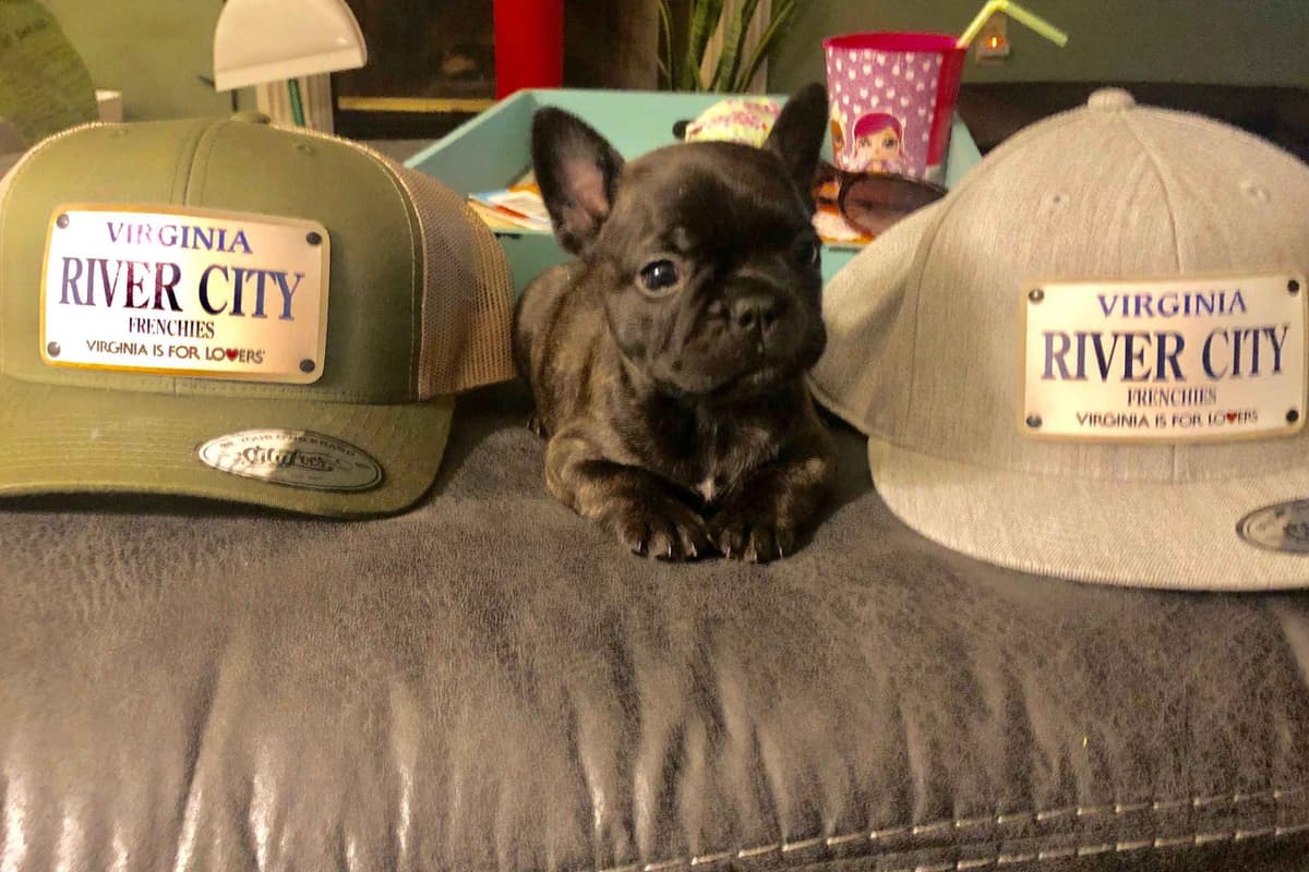 French Bulldog Puppies breeder image 2