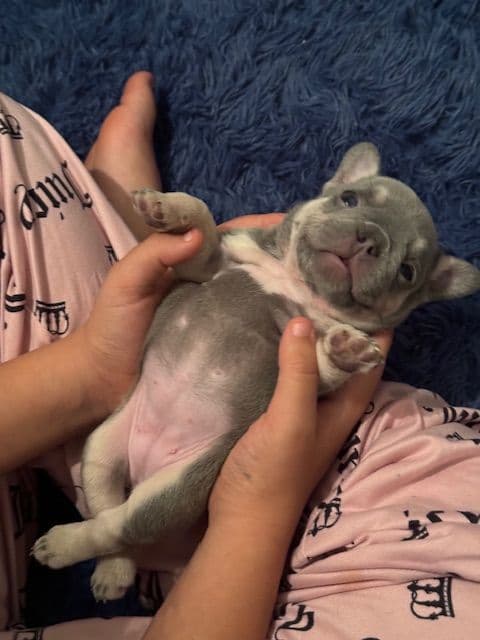 French Bulldog Puppies breeder image 3