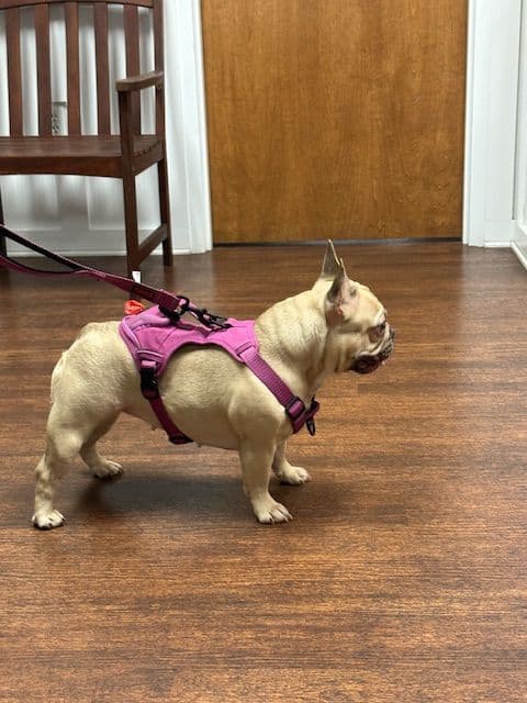 French Bulldog Puppies breeder image 4