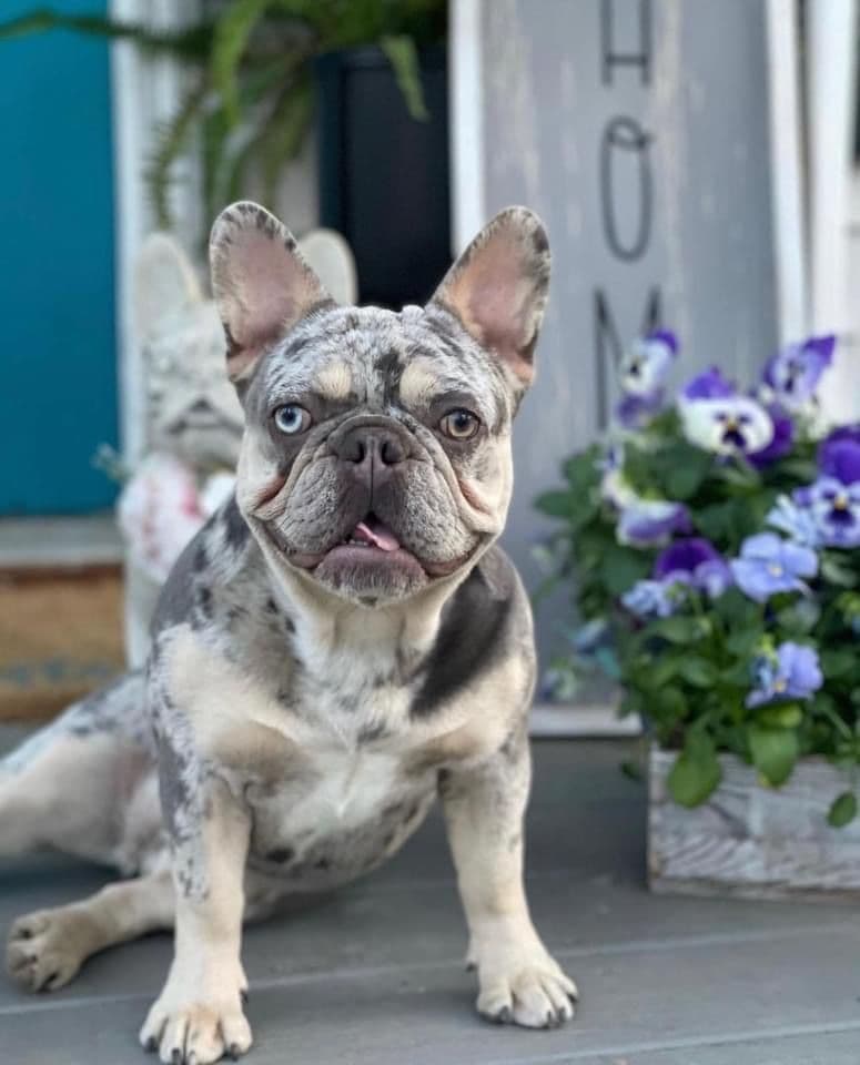French Bulldog Puppies breeder image 6
