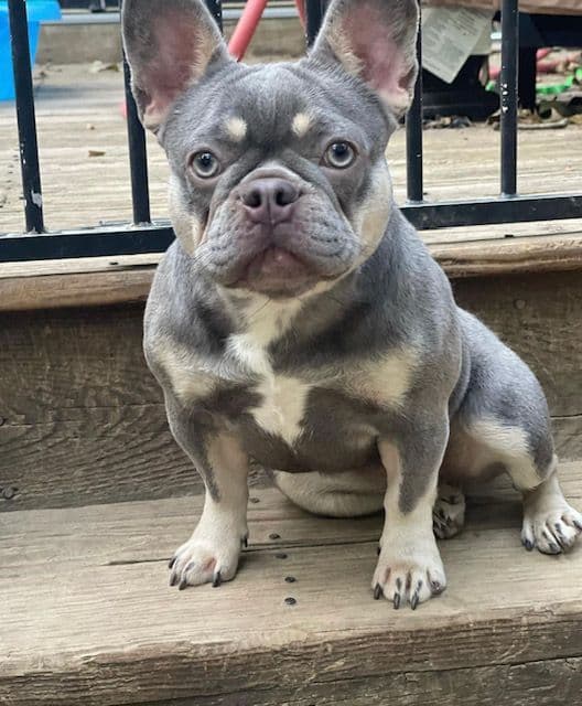 French Bulldog Puppies breeder image 5