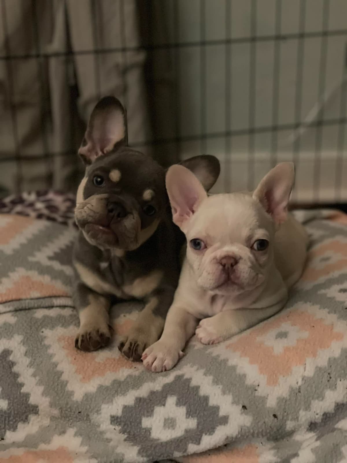 French Bulldog Puppies breeder image 7