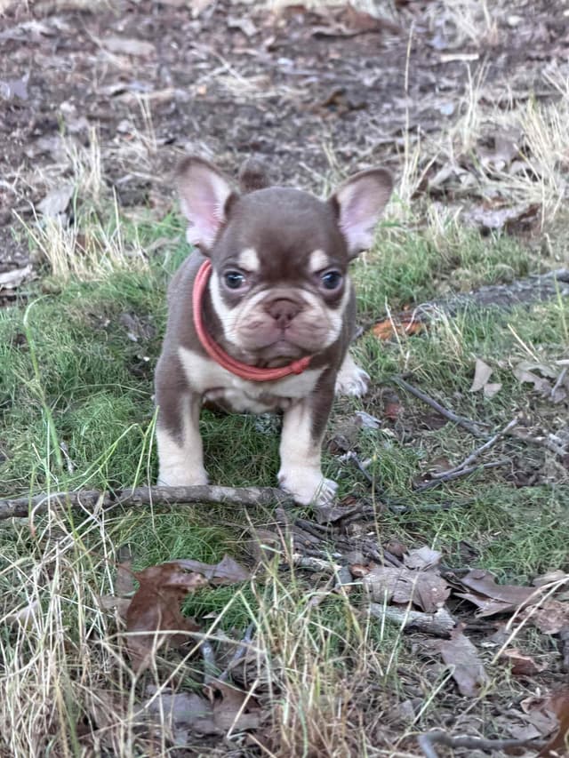 French Bulldog Puppies media 2