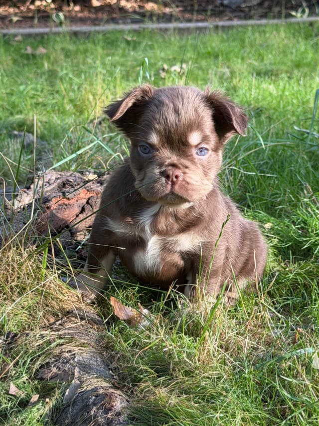 French Bulldog Puppies media 3