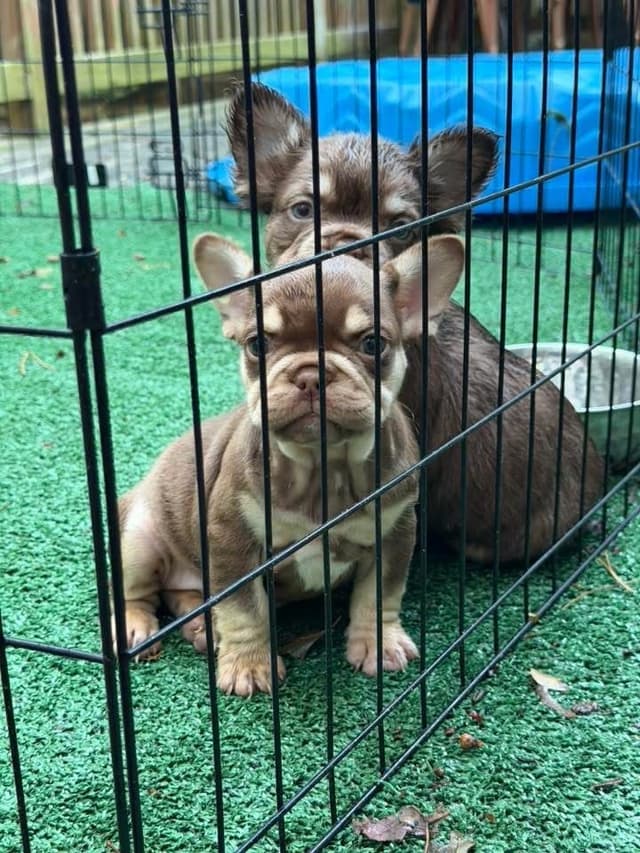 French Bulldog Puppies media 4