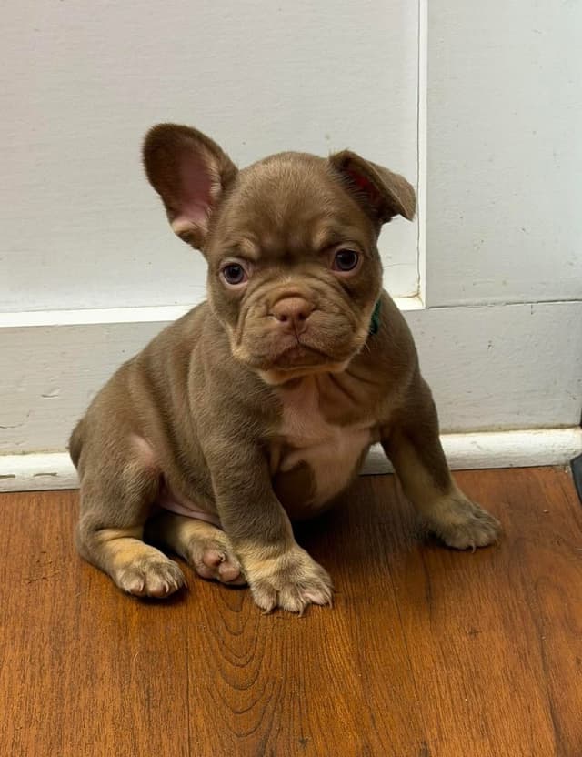 French Bulldog Puppies media 5